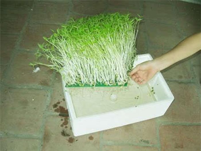 Cần chú tới nước và ánh sáng trong kỹ thuật trồng cây, rau mầm thủy canh.
