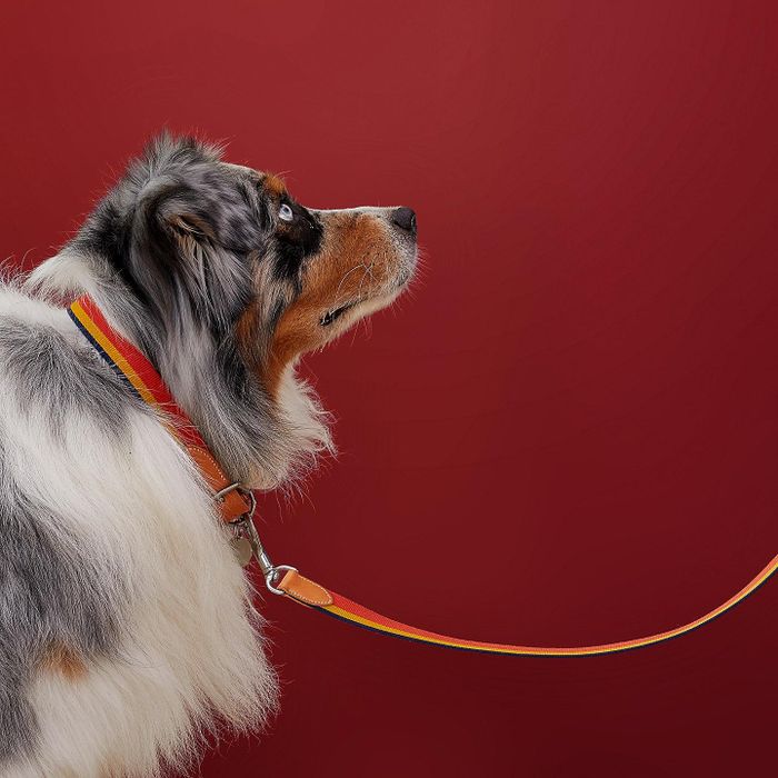  Dây xích Rocabar Dog Leash được nhà mốt Pháp bán với giá 770 USD. Mẫu phụ kiện trông nổi bật với bản phối màu đặc trưng của thương hiệu. Ảnh: Hermès. 