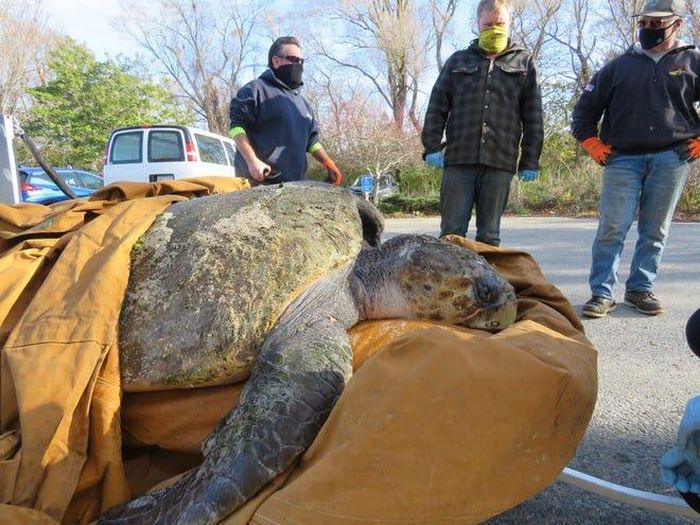 Con rùa trôi dạt vào bờ biển Cape Cod do sốc lạnh. (Ảnh: USA Today)