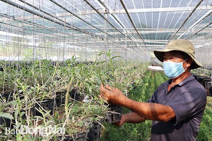 Vườn lan quý của anh Trần Thanh Tùng (xã Mã Đà, H.Vĩnh Cửu) sẽ cung cấp nhiều giống lạ, giống quý cho khách mua vào dịp Tết Nguyên đán 2021. Ảnh: B.Nguyên