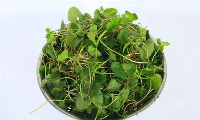 Ngoài tác dụng làm đẹp da, rau má cũng rất tốt giúp hạ sốt, làm nhanh lành vết thương.