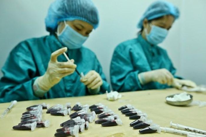 Lấy mẫu huyết thanh của chuột để tiêm dự tuyển Vaccine Covid-19. Ảnh: Minh Quyết/Vietnam+