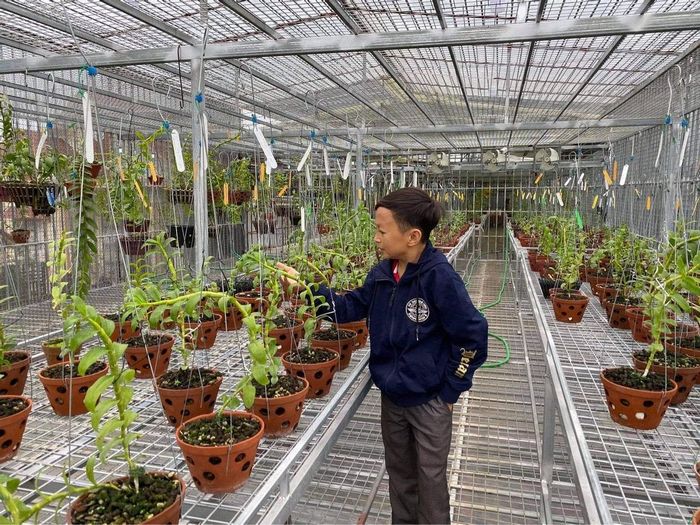 Hiện tổng diện tích là 600m2, số chậu trong vườn tầm 3000 chậu các loại mặt hoa với 80 giống khác nhau