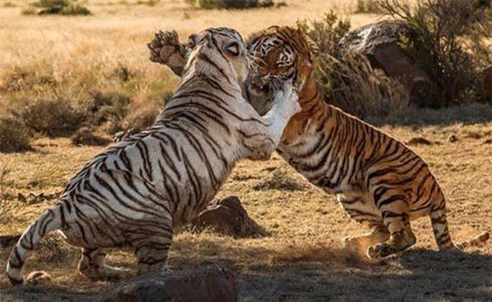 Con hổ cái màu trắng, giống Siberia có tên Tibo rõ ràng không sẵn lòng từ bỏ lãnh địa và giận giữ nhảy xổ vào kẻ xâm lấn. 