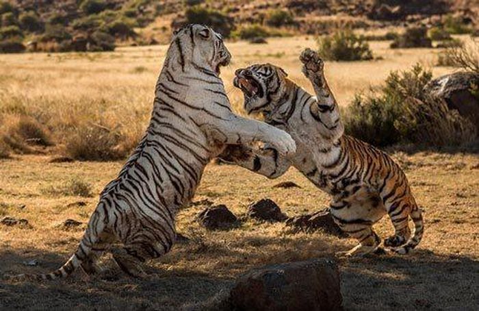 Hổ là loài động vật lớn nhất thuộc họ mèo, với chiều dài cơ thể có khả năng đạt tới 3,4 mét và cân nặng tối đa 390 kg.