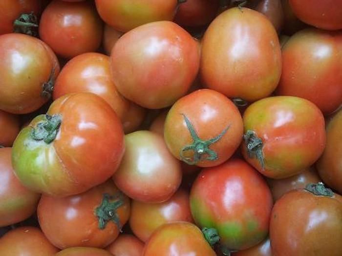 Cà chua chưa chín. Cà chua chưa chín chứa glycoalkaloids gây khó chịu cho người ăn. Tuy nhiên, hàm lượng chất này không lớn nên cà chua xanh không thể gây ngộ độc nếu “trót” ăn 1 – 2 quả. Đúng hơn, người ta tránh cà chua xanh bởi hương vị cà chua chín hấp dẫn, dễ chế biến món ngon.