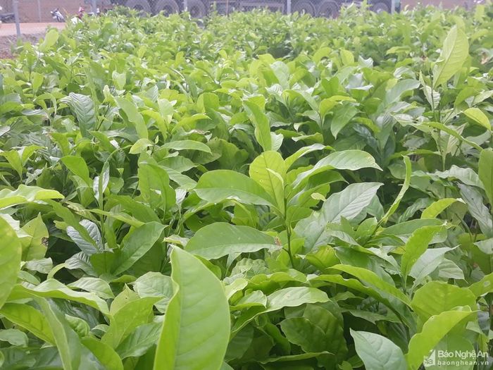 Khu khảo nghiệm các giống và kết hợp trình diễn giống chất lượng cao. Ảnh: Trung Hoa