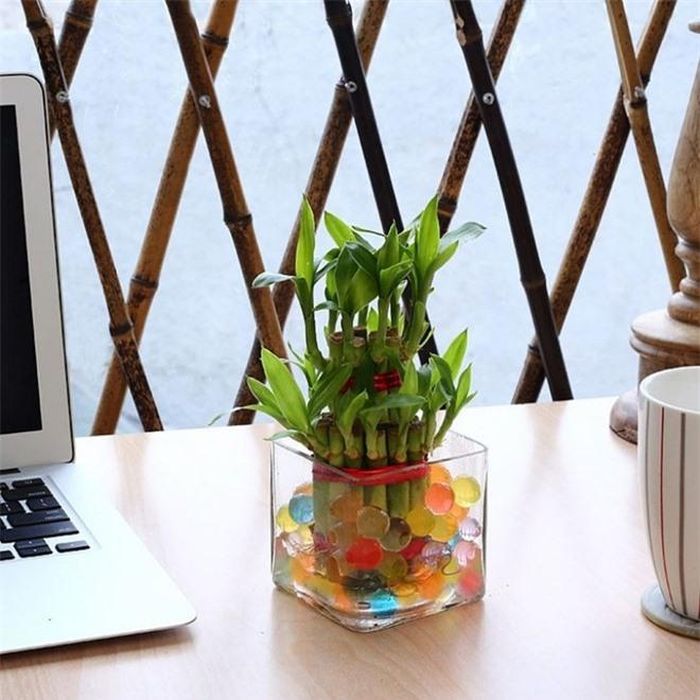 Cây phất dụ: Một châu cây phất dụ được coi là món quà đem lại may mắn cho người nhận ở một số quốc gia châu Á. Đồng thời, loại cây này cũng có khả năng tăng năng lượng tốt khi đặt đúng vị trí theo phong thủy. Ảnh:Nurturinggreen. 