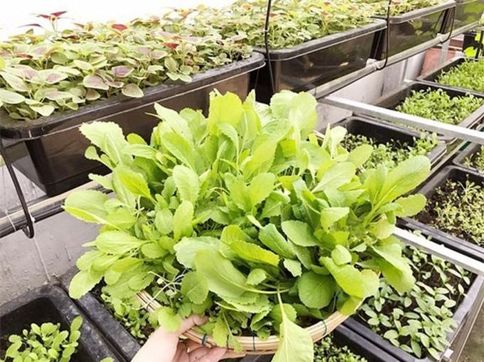 Thích làm vườn và mê nấu nướng, Elly Trần lắp những giá trồng rau ngắn ngay để phục vụ nhu cầu hàng ngày của gia đình. Elly khoe thành quả sau thu hoạch là rổ rau cải đầy ắp. Nếu làm đất tốt, người trồng sẽ có rau cải 'ăn không xuể'. Bạn nên bón lót vôi nông nghiệp, đợi 7-10 ngày rồi mới gieo hạt giống rau cải để các mầm bệnh ấu trùng, nhộng, nấm trong đất được diệt.