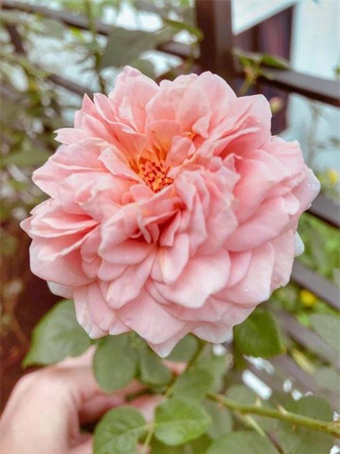 Elly Trần miêu tả các bông hoa của vườn nhà nở to bằng cái chén, dù hoa hồng luôn rất khó trồng, dễ bị sâu bệnh, bị trĩ, rệp...