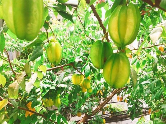 ... và khế. Khế là cây ăn trái dễ chăm sóc trong nhà đô thị. Kinh nghiệm của người trồng khế lâu năm là nên thay mới 1/3 đất trong chậu bằng đất mới để có đủ chất dinh dưỡng cho cây.