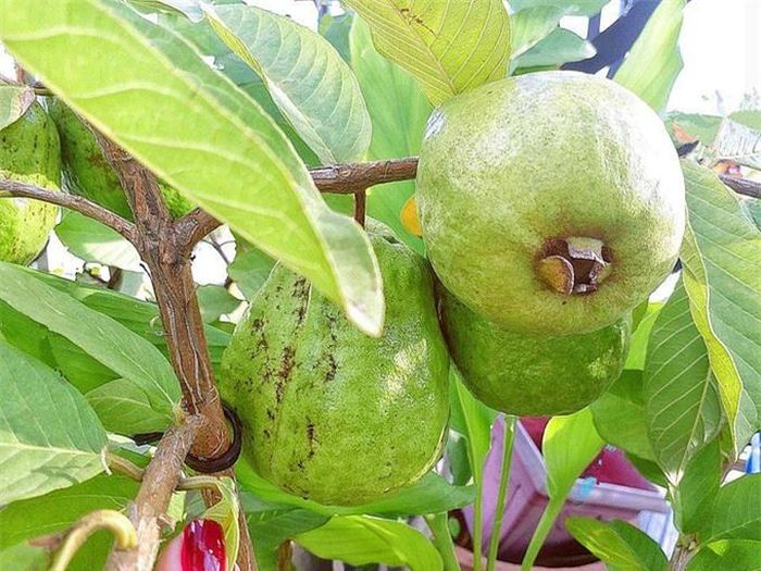 Elly còn trồng nhiều cây ăn trái như ổi...