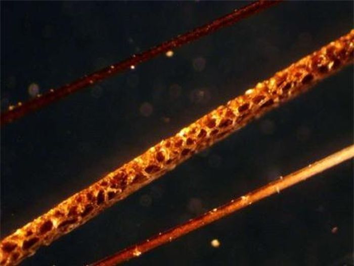 Chuột mào châu Phi thu thập chất độc cardenolide từ cây mũi tên (Acokanthera schimperi) 