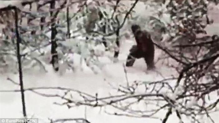 ''Người tuyết'' bí ẩn trên được tìm thấy ở khu rừng Adygeisk. (Nguồn: Daily Mail)