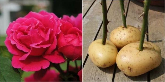 Đây là mẹo vặt tuyệt vời để trồng hoa hồng từ cành giâm. Trước khi trồng, bạn hãy ấn các cành của hoa vào củ khoai tây nhỏ. Độ ẩm và chất dinh dưỡng trong khoai tây sẽ cho phép cành giâm phát triển rễ khỏe mạnh. 