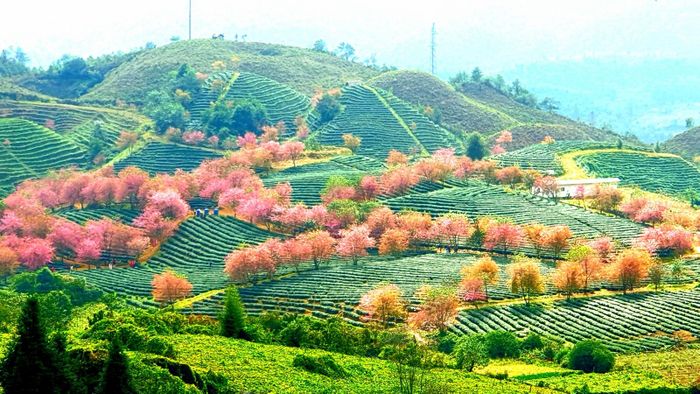  Mai anh đào điểm xuyết khi nắng lên trên những đồi chè, giữa tiết trời chớm đông, cáchhàng cây trổ lá non và bung nở hoa tạo nên khung cảnh đẹp như miền cổ tích. 