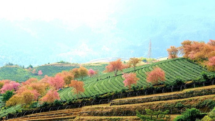 Du khách đến đây tham quan cần lưu ý giữ gìn vệ sinh chung, không làm hư hỏng luống chè hay bẻ cành, ngắt hoa làm ảnh hưởng đến cảnh quan.