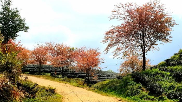 Trước Sapa thì hoa mai anh đào từng là loài hoa mà chỉ riêng Đà Lạt mới có. Hoa mai anh đào có thân gỗ xù xì giống cây đào, hoa 5 cánh như hoa mai nên được gọi là hoa mai anh đào. Không những thế, Đà Lạt còn một loài hoa dại giống hệt hoa mai anh đào nhưng là màu trắng, tuy nhiên mai anh đào được người dân yêu thích và trồng nhiều hơn cả.