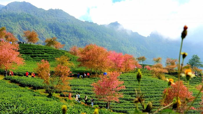 Mỗi du khách khi đến đây đều mong muốn lưu lại những tấm hình đẹp nhất. 