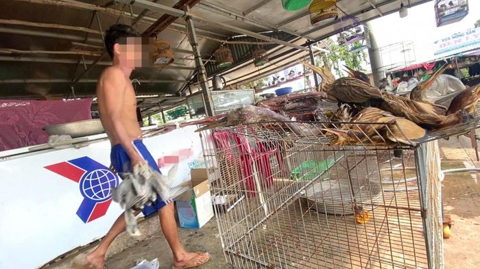 Chim trời được bày bán công khai tại chợ nông sản Thạnh Hóa khi vắng bóng lực lượng chức năng