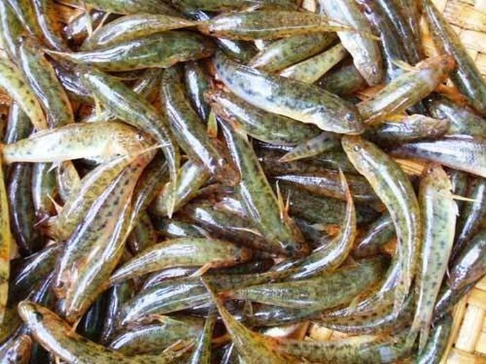 Cá bống là loại cá rất phổ biến, thường sống trong các kênh rạch, ao hồ, sông suối. Tuy nhiên, ở Tây Nguyên, cá bống lại sống ngay trong dòng thác đổ.