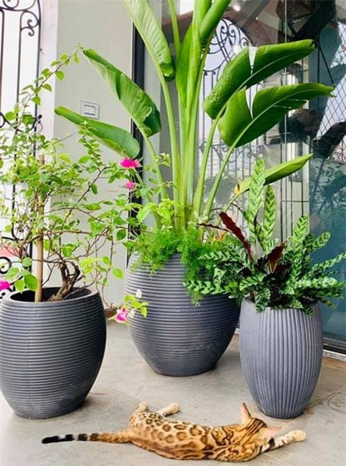 Nhiều cây cảnh được bài trí ở các góc khác nhau để biến không gian sống thành nơi thư giãn lý tưởng.
