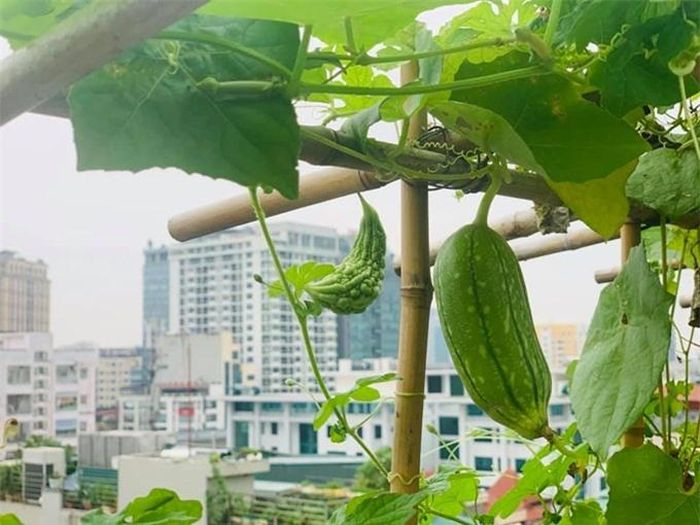 Sân thượng nhà Trọng Tấn có tầm nhìn thoáng mắt, một mặt trông ra những tòa nhà cao tầng còn mặt kia ngắm được hồ Hoàng Cầu.