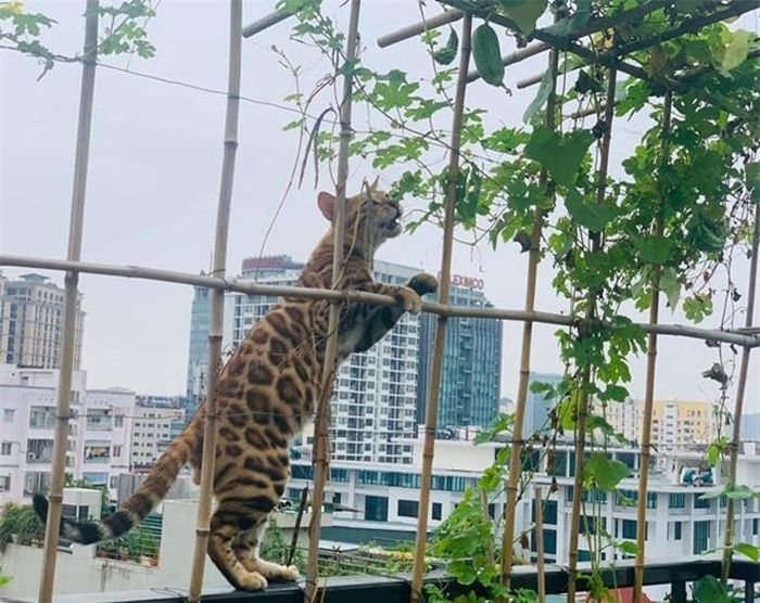Chú mèo Bengal có bộ lông vằn da báo được cho là giống mèo đẹp nhất hiện nay. Thú cưng này cũng thường xuyên theo vợ chồng Trọng Tấn lên sân thượng thăm rau và xuất hiện trong nhiều bức ảnh của gia đình nam ca sĩ.