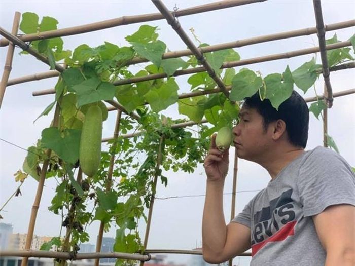 Giàn mướp của Trọng Tấn được thiết kế bằng các sào tre nối với nhau nhờ dây buộc. Thân mướp mảnh khảnh, vài vạt lá đã lụi nhưng quả to, cầm nặng tay.