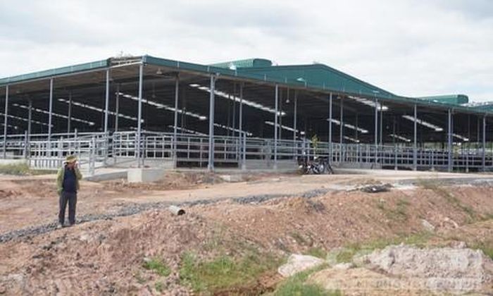 Chưa được cấp phép nhưng đã xây dựng chuồng trại nuôi 4000 con bò