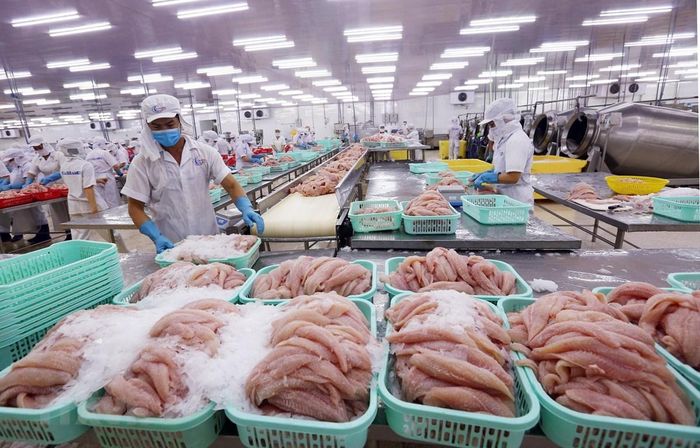 Ngành cá tra đang gặp nhiều khó khăn do ảnh hưởng của dịch Covid-19.