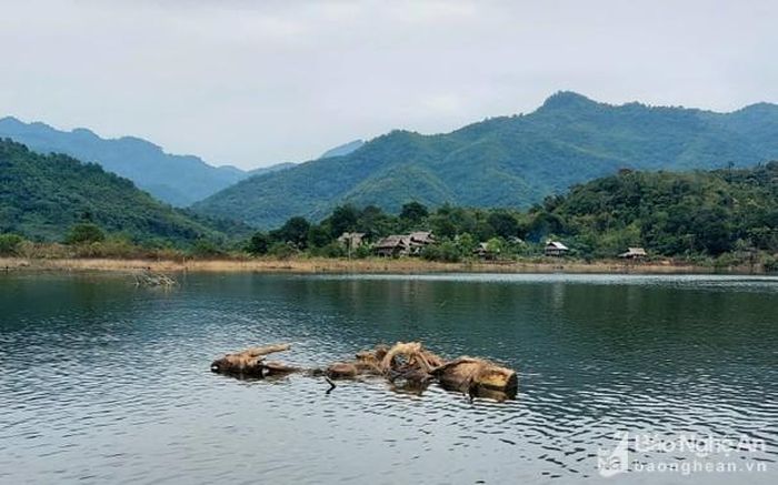 Rác là thân cây gỗ lớn trôi lập lờ trong nước. Ảnh: Nhật Lân