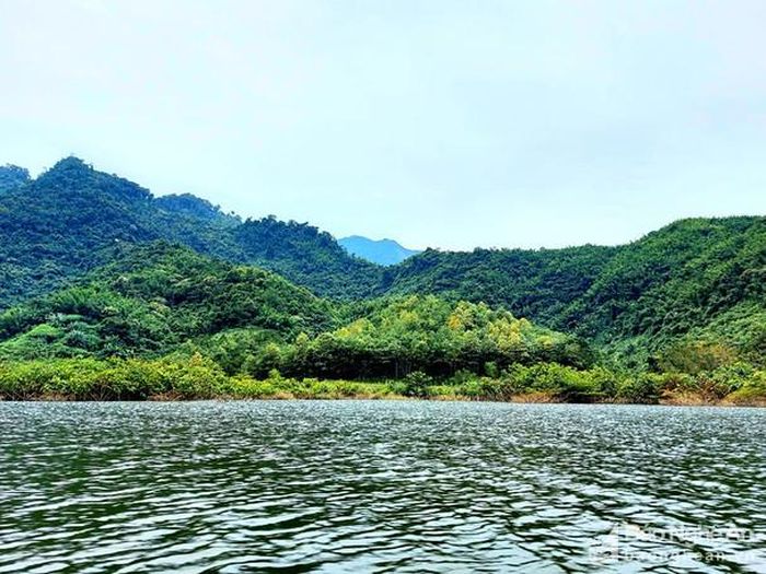 Trên các đảo nổi vùng lòng hồ là các khu rừng tái sinh làm tăng thêm vẻ đẹp cảnh quan thiên nhiên. Ảnh: Nhật Lân