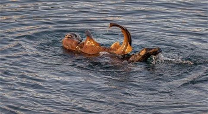 Thiên nhiên quả luôn có nhiều điều khó tin.