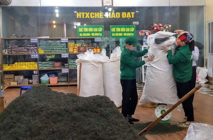 Chè được xác định là sản phẩm nông nghiệp chủ lực của tỉnh, từ đó tập trung nguồn lực đầu tư hỗ trợ phát triển theo hướng sản xuất hàng hóa, nang cao giá trị. Trong ảnh: Chế biến sản phẩm chè tại Hợp tác xã Chè Hảo Đạt, xã Tân Cương (T.P Thái Nguyên).