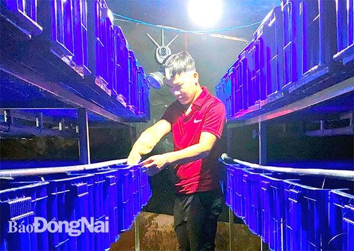 Anh Ngô Chiến Thắng kiểm tra lươn giống. Ảnh: Nhân vật cung cấp