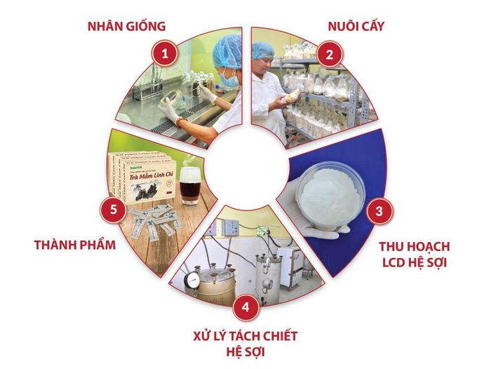 Quy trình sản xuất mầm linh chi đỏ