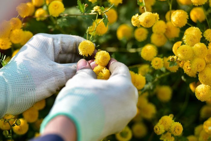 Hoa cúc chi có tác dụng tốt cho sức khỏe, hoa tươi có thể dùng ngay pha trà, giúp an thần, tốt cho giấc ngủ