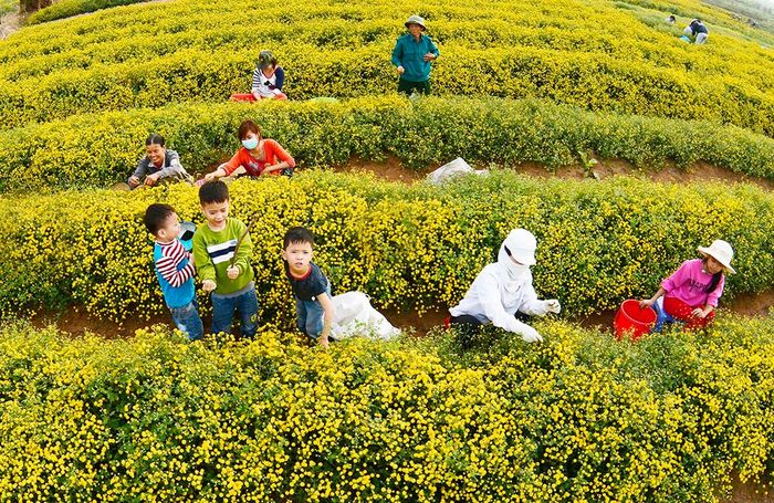 Cả cánh đồng ngập tràn sắc vàng ruộm của loài hoa bé xíu được trồng thành luống dài hút mắt