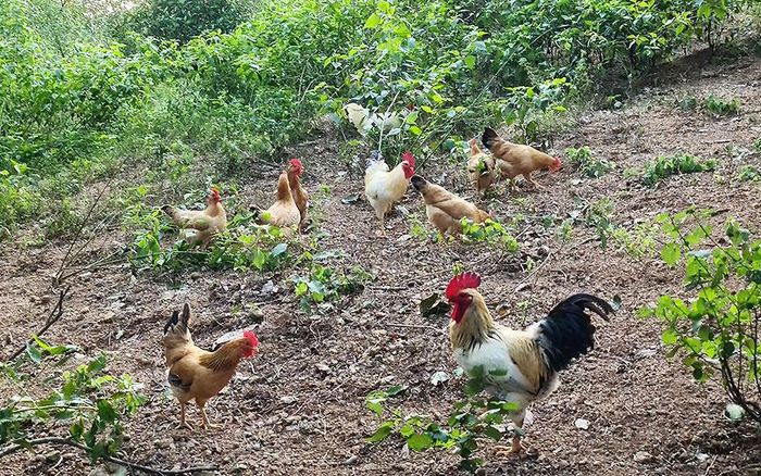  Đàn gà sinh học của anh Nhị được chăn thả hoàn toàn tự do.