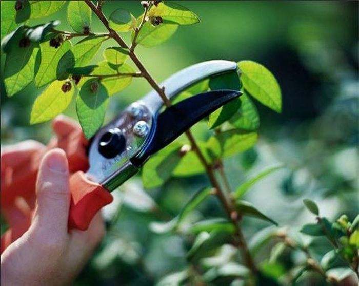 Tùy theo đặc tính và phương thức kỹ thuật trồng cây mà lựa chọn thời gian cắt tỉa hợp lý