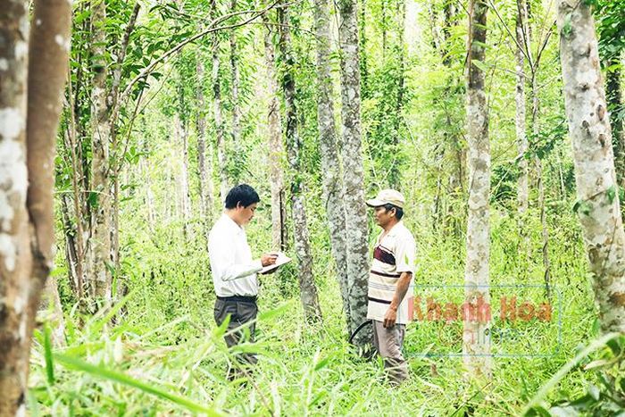  Vườn dó bầu của ông Đặng Vũ Phương tại xã Ninh Tân. 
