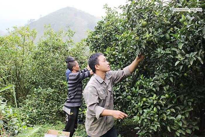 Thành viên HTX trồng cây ăn quả Nghĩa Hưng, xã Mường Cơi (Phù Yên) thu hoạch quýt ngọt.