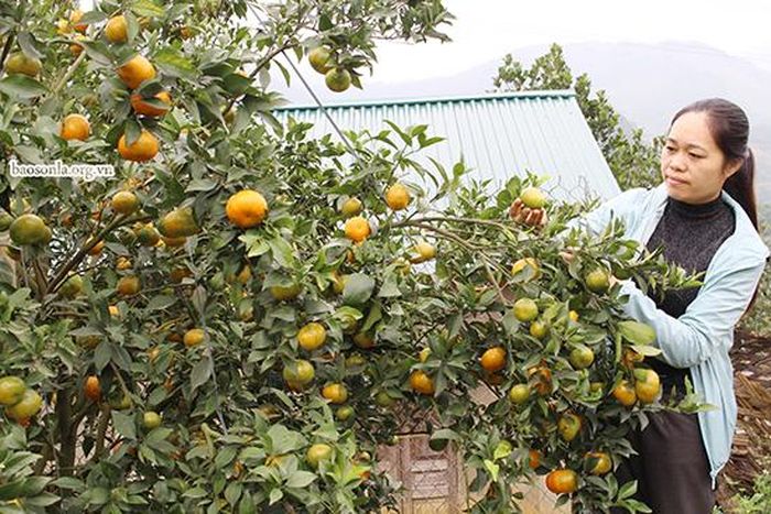 Nông dân xã Mường Cơi (Phù Yên) thu hoạch quýt ngọt.