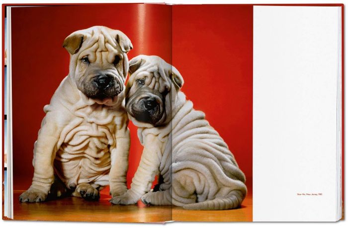  Những bức ảnh này được sắp xếp cẩn thận, đặt vào trong các hộp có ghi chú rõ ràng. Ảnh: Amazon. 