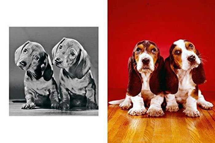  Cuốn sách phong phú Walter Chandoha. Dogs. Photographs 1941-1991 là sự tôn vinh bằng nhiếp ảnh cho những sinh vật đáng yêu và trung thành này. Ảnh: Amazon. 