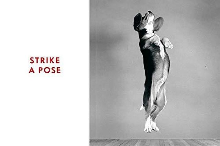  Chương mở đầu In the Studio tập trung vào các bức chân dung chính thức; tiếp theo là Strike a Pose, thể hiện những người bạn của con người khi đang chuẩn bị cho máy quay. Trong phần Out and About, chúng thoải mái lang thang và chơi đùa. Tiếp theo là Best in Show, khi Chandoha sử dụng kỹ năng chụp ảnh phóng sự của mình để ghi lại những buổi biểu diễn chó cổ điển. Trong chương Tails from the City, những chú chó được tung tăng trên đường phố New York giữa thế kỷ trước và trong chương kết thúc Country Dogs, chúng được trở lại với thiên nhiên, những cánh đồng và những bãi biển. Ảnh: Amazon. 