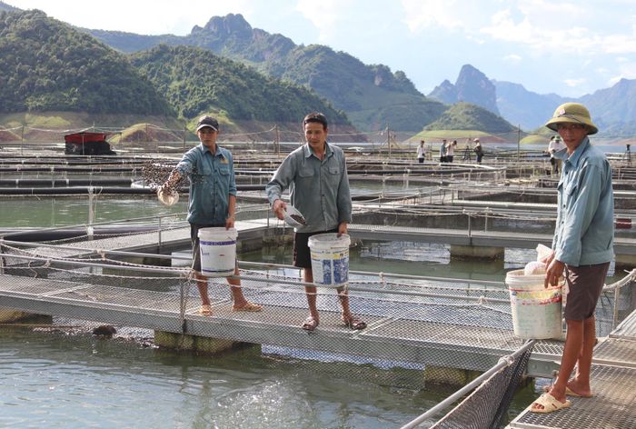 Nhiều hộ dân ở xã Mường Trai (Mường La, Sơn La) đã có cuộc sống khá giả, sung túc và ấm no nhờ mô hình nuôi cá lồng trên hồ thủy điện Sơn La Ảnh: Hà Hoàng