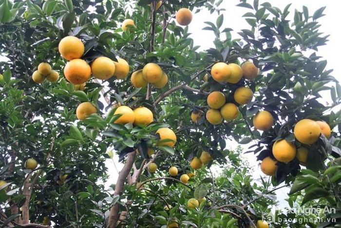 Cam Vinh đã được thị trường ưa chuộng, bởi chất lượng tốt, mẫu mã đẹp. Ảnh: Xuân Hoàng