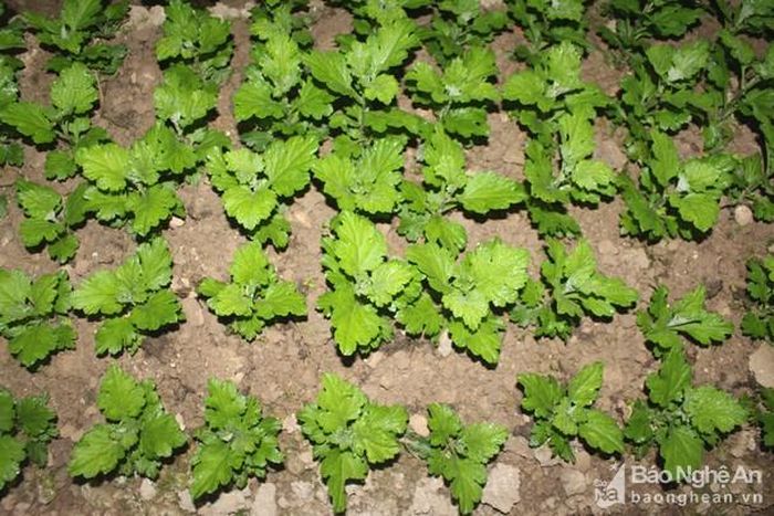 Cây hoa được ánh điện chiếu sáng cả đêm nên phát triển nhanh. Ảnh: Việt Hùng